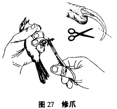 怎樣為籠養鳥修爪