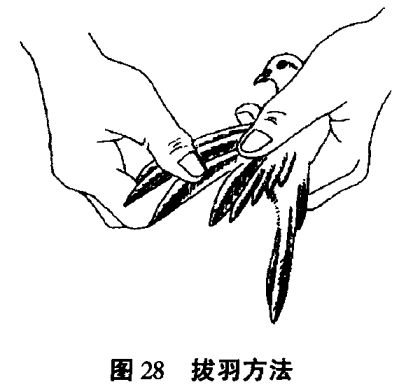 怎樣整理籠養鳥的羽