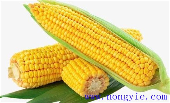 糯玉米和甜玉米的區別