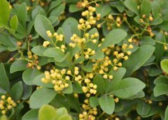 米蘭花掉葉子怎么辦？
