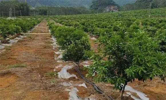 柑橘的土、肥、水管理