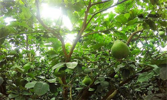 花期、幼果期適量肥水和溫度