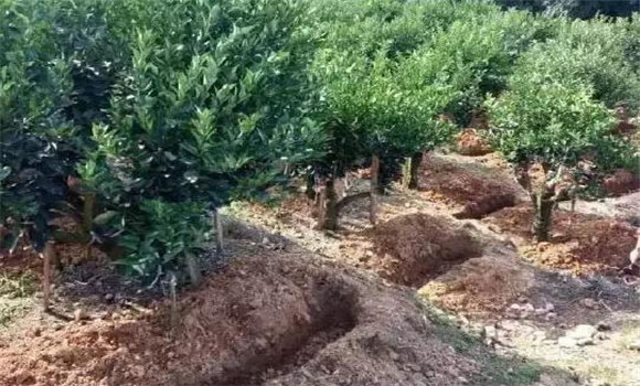 柑園追肥，需開溝條施