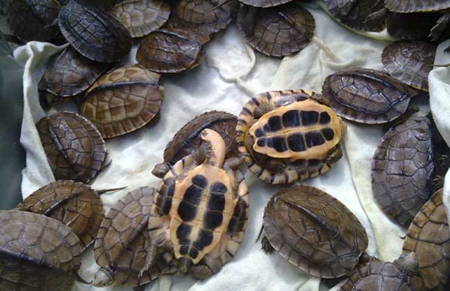 金錢龜飼養管理技術