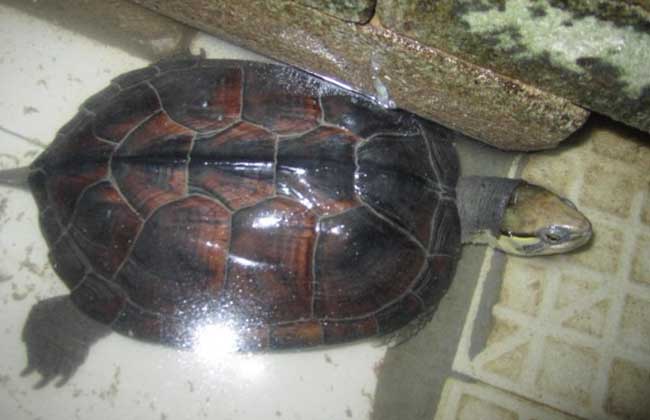 金錢龜飼養方法