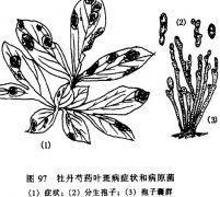 怎樣防治牡丹、芍藥紅斑病