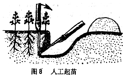 ="苗木在起、運過程中應注意什么"