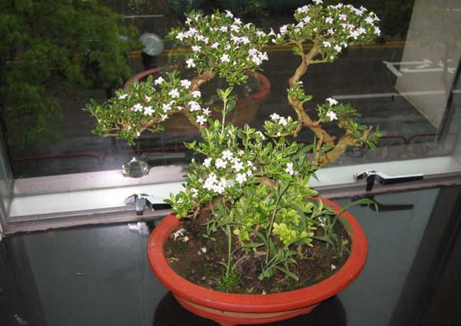 六月雪養殖方法
