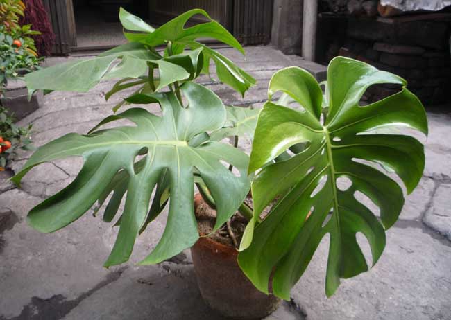 龜背竹怎么養