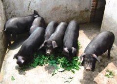 怎樣飼養黑豬？黑豬養殖技術要點介紹