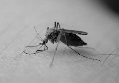 蚊子的壽命有多長，蚊子最怕什么植物、動物