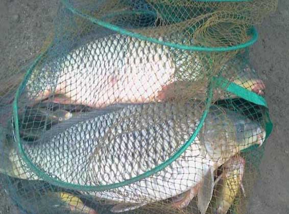 鯉魚養殖