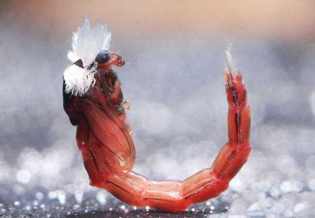 花鳥魚蟲養殖技術