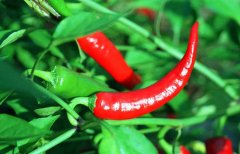 辣椒屬于什么類蔬菜？