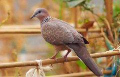 珠頸斑鳩吃什么食物？