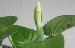 滴水觀音開花嗎？
