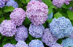 繡球花的花期是什么時候？
