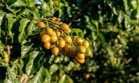 黃皮如何疏花、疏果、保果