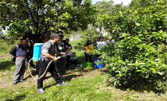 適當使用植物生長調節劑和稀土微肥
