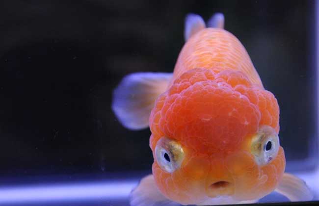 金魚怎么養