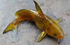 黃顙魚的種類（品種）有哪些？