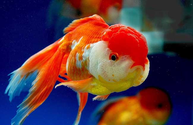 金魚飼養管理技術