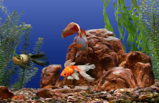 金魚養殖技術