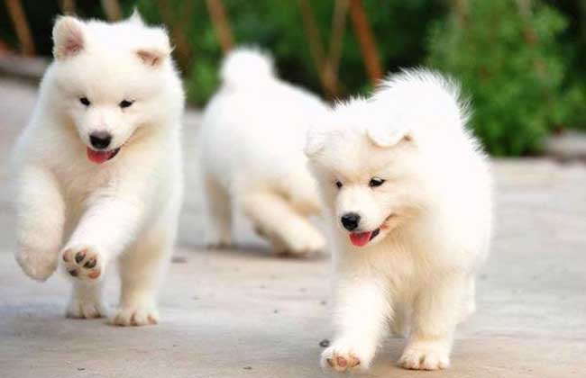 犬飼養方法