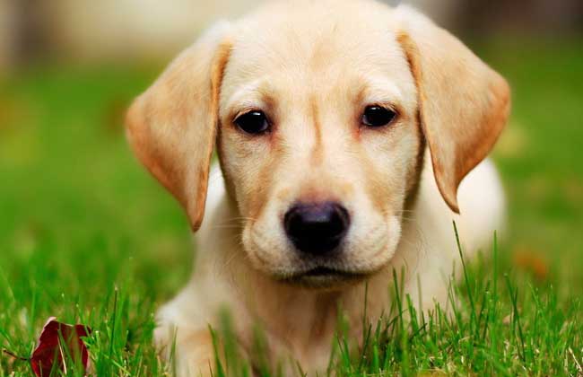 犬飼養方法