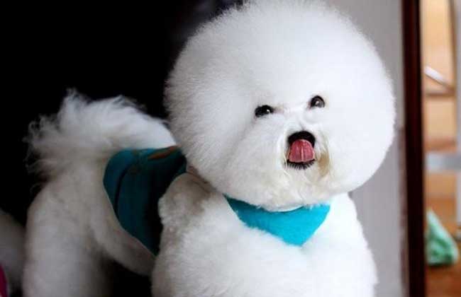 犬養殖
