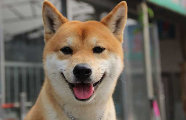 犬養殖方法