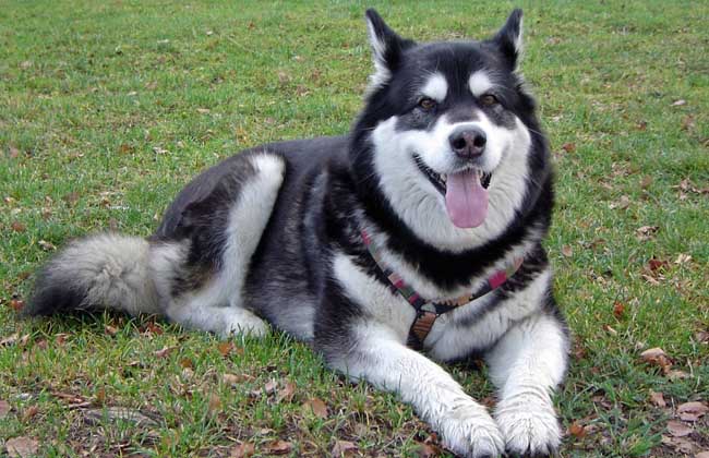 犬養殖技術