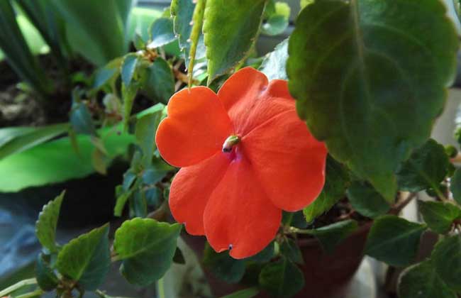 鳳仙花的養殖方法