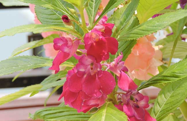 鳳仙花怎么養
