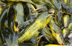 黃顙魚的營養價值、醫療功效與適宜人群簡介