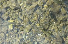 青魚魚種培育方法、親魚培育池設計與繁殖技術