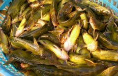 黃顙魚吃什么食物 黃顙魚的生活習性和養殖飼料