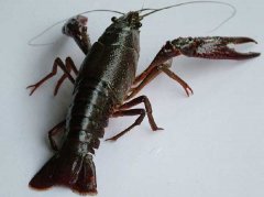 小龍蝦與非肉食性魚類混養技術