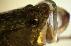 鱖魚品種有哪幾種、各有什么特點？
