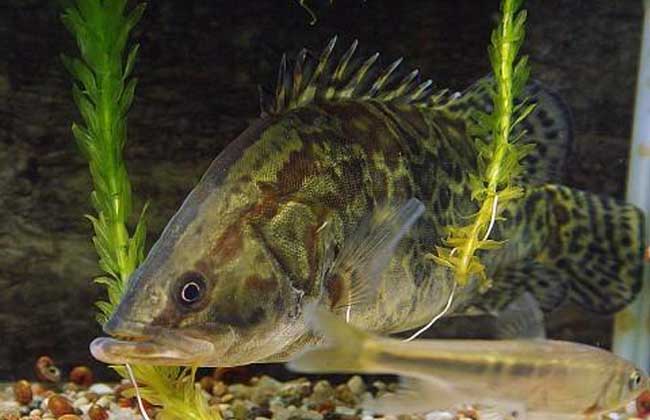 魚苗養殖
