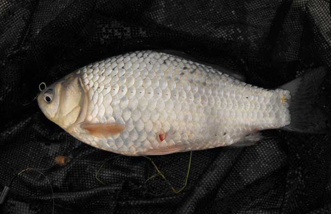 鯽魚飼養方法