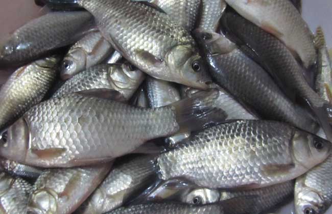 鯽魚的生活習性