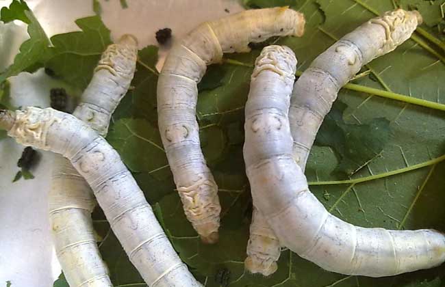 養蠶知識