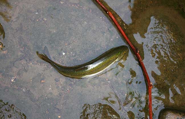 青魚飼養方法
