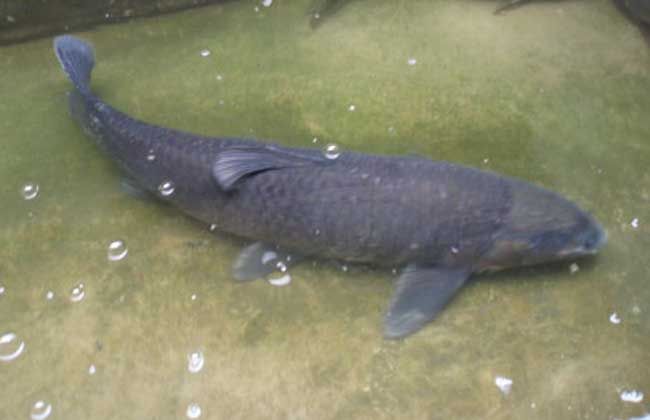 青魚養殖方法