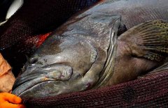 石斑魚是海水魚還是淡水魚 它的產地是哪里？