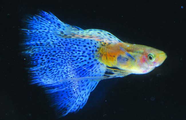 孔雀魚的養殖方法