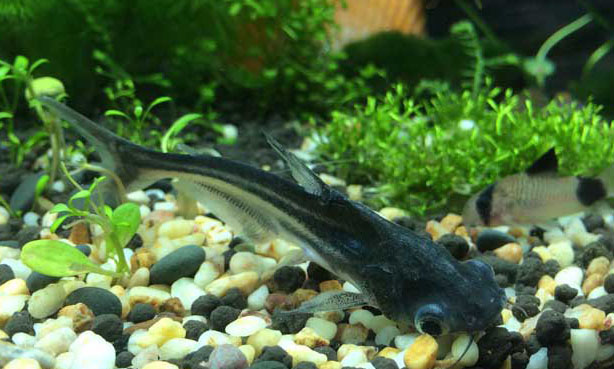 鸚鵡魚和什么魚混養好？