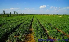 甘草生長需要什么環境 甘草種植技術與栽培管理