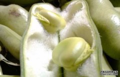 蠶豆有毒嗎？